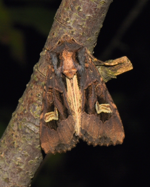 Noctuidae: Trigonophora (Trigonophora) flammea